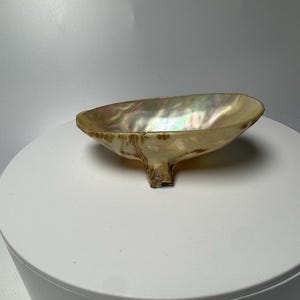Op de afbeelding: Een iriserende abalone schelpkom met een natuurlijke, organische vorm en een glad, parelmoerachtig binnenoppervlak. De buitenkant heeft een getextureerde, beige afwerking met een stevige, uitgesneden voet waardoor de schelp rechtop staat.