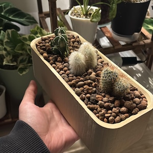 May include: A rectangular light-colored wooden planter box filled with brown clay pebbles and three small cacti. The planter contains one green columnar cactus, one fuzzy white cactus, and one small green cactus with thin brown spines.