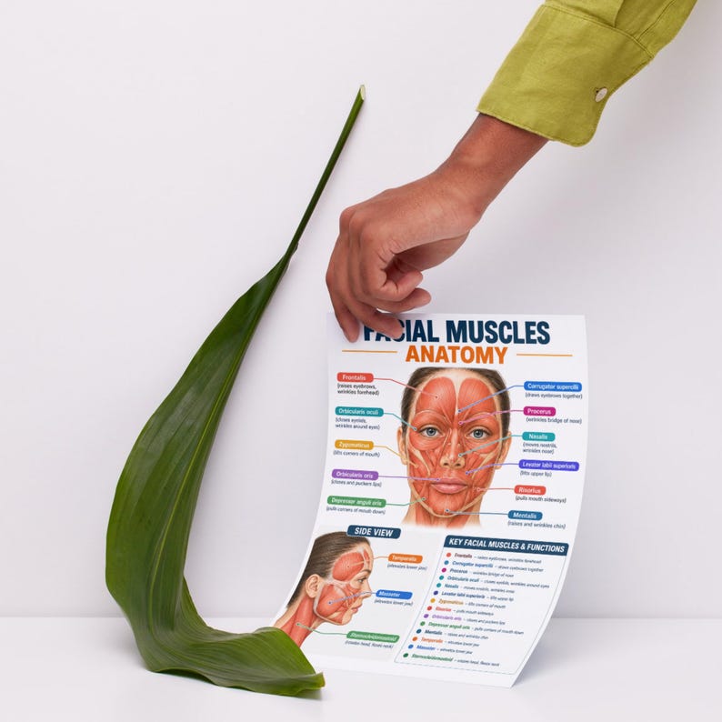 Facial Muscles Anatomy Poster Printable PDF, Face & Neck Muscle Chart ...