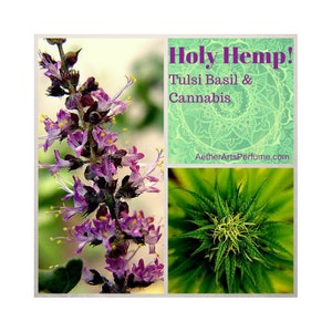 May include: A collage of two images: a close-up of purple Tulsi Basil flowers and a close-up of a green cannabis bud. The text "Holy Hemp! Tulsi Basil & Cannabis AetherArtsPerfume.com" is displayed on a green background with a mandala design.