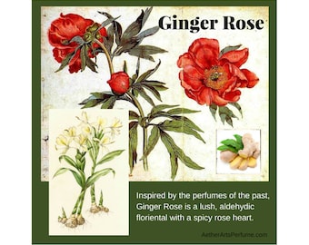 Parfum de rose et de gingembre Inspiré des parfums du passé, ce floriental aldéhydique luxuriant avec un coeur de rose épicé est tout vintage glamour