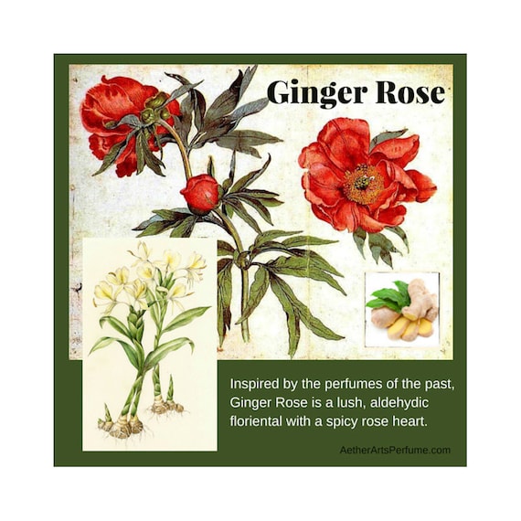 Ginger Rose Perfume Inspired by the perfumes of the past, this lush, aldehydic floriental with a spicy rose heart is all vintage glamour