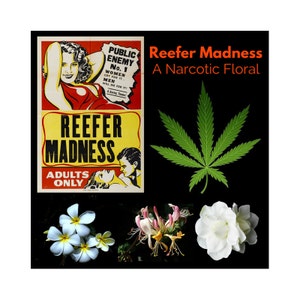 May include: A vintage movie poster advertising a film called "Reefer Madness: A Narcotic Floral". The poster features a woman in a red dress and a man in a suit. The poster also includes a marijuana leaf.