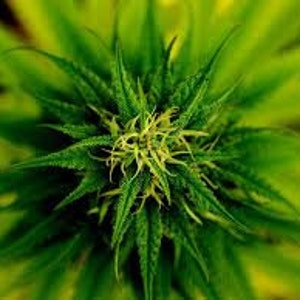 May include: Close-up of a green cannabis bud with a yellow centre.