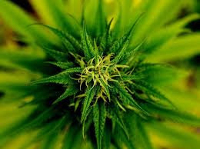 May include: Close-up of a green cannabis bud with a yellow centre.