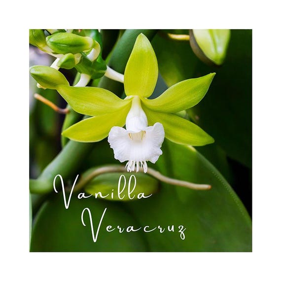 Vanilla Veracruz Perfume: Spicy Green Jungle, Vanilla Orchid, Palo Santo, Cedar.  A vanilla placed at its origin, the jungles of Mesoamerica