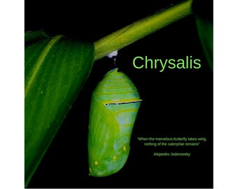 Burner Perfume No.10: Chrysalis, a Fruity, Green Musk Perfume inspired by the chrysalis of the Monarch Butterfly, a sublte, soft skin scent.