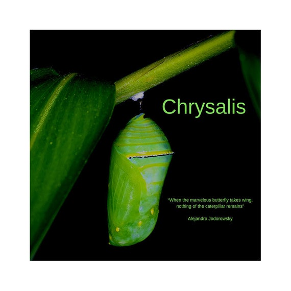 Burner Perfume No.10: Chrysalis, a Fruity, Green Musk Perfume inspired by the chrysalis of the Monarch Butterfly, a sublte, soft skin scent.