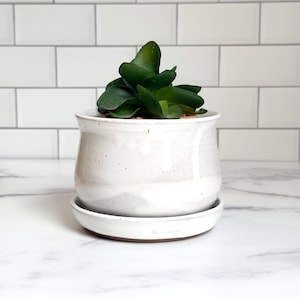 May include: A white ceramic planter with a smooth, glossy finish and subtle speckles, featuring a flared rim and a matching circular saucer base. A small, dark green succulent plant with thick, layered leaves is potted inside the container.