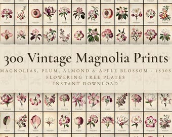 300 Vintage Magnolia Prints | Blossom, Plum, Apple & Flowering Tree Botanical Wall Art Set | Printable | Digital Download