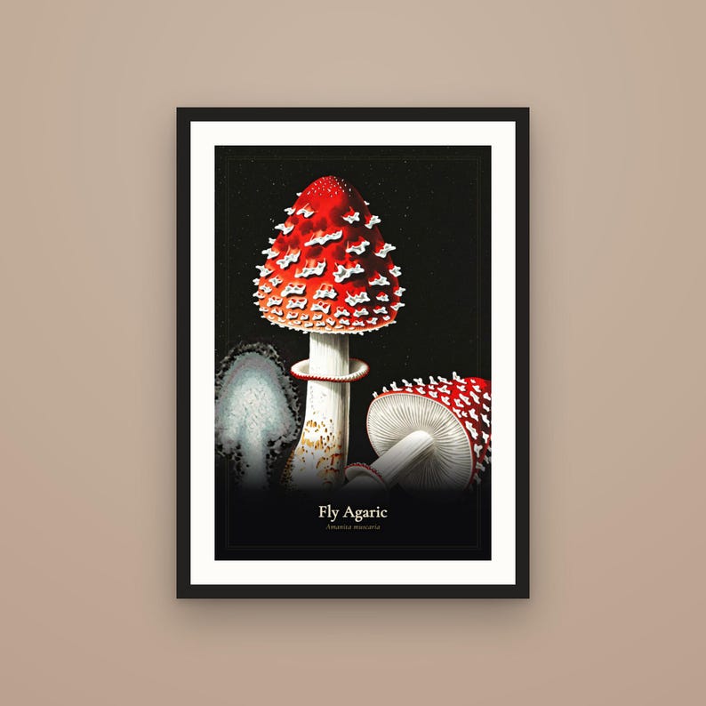 K&ouml;nnte beinhalten: Ein gerahmter botanischer Druck mit zwei Fliegenpilzen mit leuchtend roten Kappen und wei&szlig;en Punkten vor schwarzem Hintergrund. Der Text Fly Agaric und Amanita muscaria ist unten in der Mitte der dunklen Illustration in Wei&szlig; gedruckt.