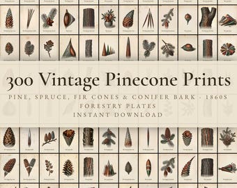 300 Vintage Pinecone Prints | Conifer, Fir Cone, Pine Needle & Forest Botanical Wall Art Set | Printable | Digital Download
