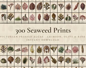 300 Victorian Seaweed Prints | Pressed Algae Botanical Wall Art (Digital Download)