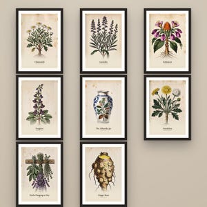 Puede incluir: Una colecci&oacute;n de ocho l&aacute;minas bot&aacute;nicas enmarcadas con ilustraciones de manzanilla, lavanda, equin&aacute;cea, dedalera, un tarro albarelo, diente de le&oacute;n, hierbas colgantes y ra&iacute;z de jengibre sobre un fondo de papel de estilo envejecido.