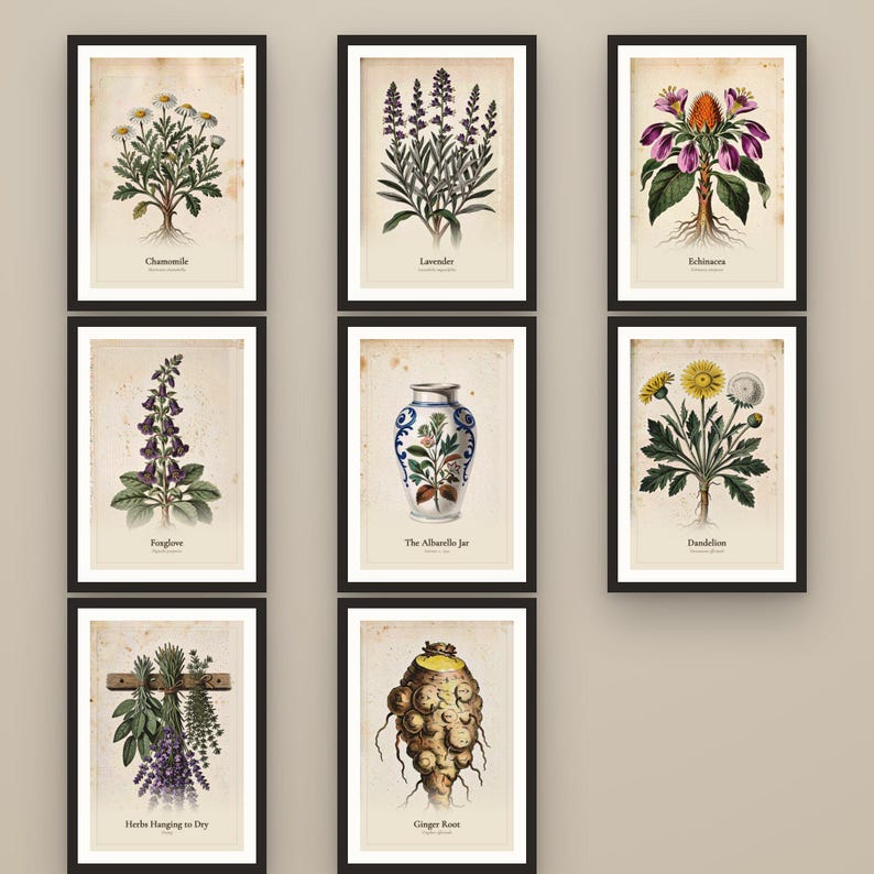 Puede incluir: Una colecci&oacute;n de ocho l&aacute;minas bot&aacute;nicas enmarcadas con ilustraciones de manzanilla, lavanda, equin&aacute;cea, dedalera, un tarro albarelo, diente de le&oacute;n, hierbas colgantes y ra&iacute;z de jengibre sobre un fondo de papel de estilo envejecido.