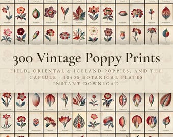 300 Vintage Poppy Prints | Field, Oriental & Iceland Poppy Seed Head Botanical Wall Art Set | Printable | Digital Download