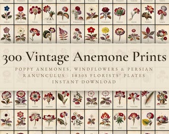 300 Vintage Anemone Prints | Ranunculus, Poppy Anemone & Spring Flower Botanical Wall Art Set | Printable | Digital Download