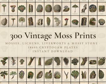 300 Vintage Moss Prints | Lichen, Liverwort, Woodland Floor & Mossy Bark Wall Art Set | Botanical Printable | Digital Download