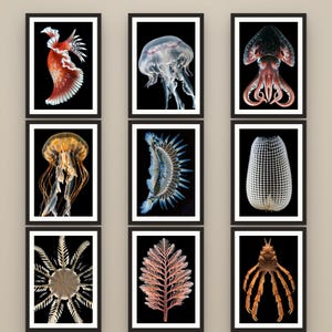 以下が含まれることがあります： 黒い背景に海洋生物や植物の標本を描いた9枚の額入りウォールアートセット。コレクションには、赤いウミウシ、半透明のクラゲ、イカ、黄金色のクラゲ、青い海洋生物、白いメッシュ構造、星型の生物、シダのような植物、カニが含まれています。