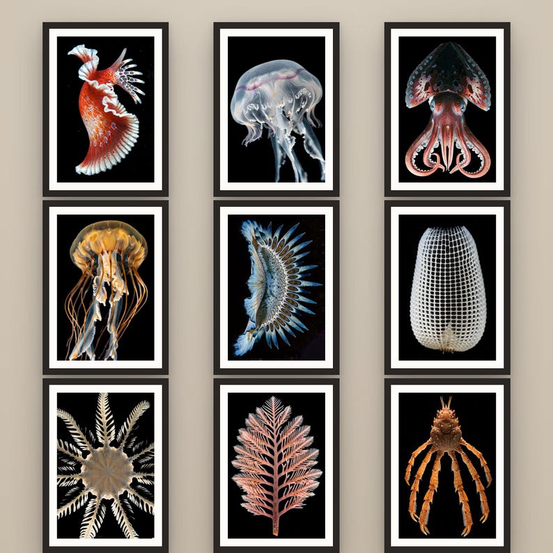 以下が含まれることがあります： 黒い背景に海洋生物や植物の標本を描いた9枚の額入りウォールアートセット。コレクションには、赤いウミウシ、半透明のクラゲ、イカ、黄金色のクラゲ、青い海洋生物、白いメッシュ構造、星型の生物、シダのような植物、カニが含まれています。