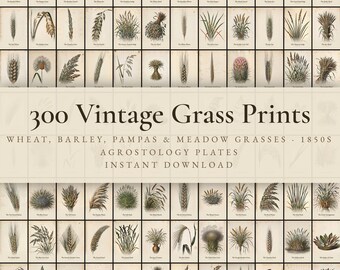 300 Vintage Grass Prints | Wheat, Barley, Pampas & Ornamental Grass Botanical Wall Art Set | Printable | Digital Download