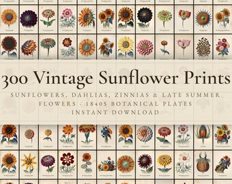 300 Vintage Sunflower Prints | Sunflower, Dahlia, Zinnia & Late Summer Flower Wall Art Set | Farmhouse Printable | Digital Download