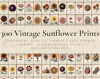 300 Vintage Sunflower Prints | Sunflower, Dahlia, Zinnia & Late Summer Flower Wall Art Set | Farmhouse Printable | Digital Download
