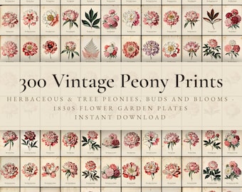 300 Vintage Peony Prints | Tree Peony, Bloom Study & Cut Flower Botanical Wall Art Set | Pink Floral Printable | Digital Download
