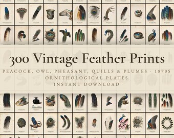 300 Vintage Feather Prints | Peacock, Owl, Pheasant, Quill & Plume Wall Art Set | Natural History Printable | Digital Download