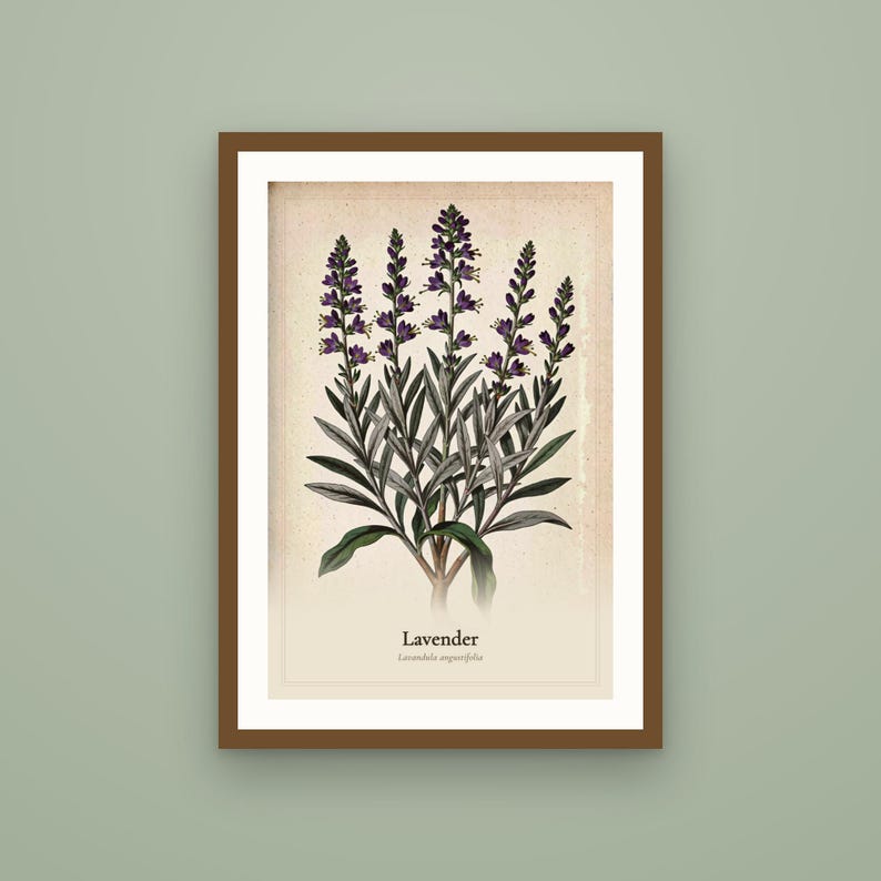 Puede incluir: Una l&aacute;mina bot&aacute;nica enmarcada con una ilustraci&oacute;n detallada de una planta de lavanda con espigas de flores moradas y hojas verdes sobre un fondo crema. El texto Lavender y Lavandula angustifolia est&aacute; impreso en negro en la parte inferior.