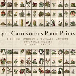 May include: A collection of 300 vintage-style botanical illustrations of carnivorous plants, including pitchers, sundews, and flytraps, arranged in a grid. The text reads 300 Carnivorous Plant Prints, Pitchers, Sundews & Flytraps, Antique Botanical Studies, Instant Download.