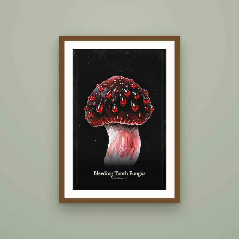 K&ouml;nnte beinhalten: Ein gerahmter Kunstdruck mit einer dunklen, detaillierten Illustration eines Pilzes mit einem tiefroten, strukturierten Hut, der mit leuchtend roten Tropfen bedeckt ist. Der Text "Bleeding Tooth Fungus" und "Hydnellum peckii" steht in Wei&szlig; unten.