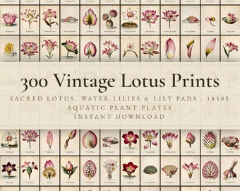 300 Vintage Lotus Prints | Water Lily, Sacred Lotus & Lily Pad Botanical Wall Art Set | Printable | Digital Download