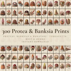 Puede incluir: Una colección de 300 impresiones de Proteas y Banksias con ilustraciones botánicas de Proteas, Banksias y Waratahs en tonos terracota, óxido y ocre. El conjunto digital incluye varios especímenes florales dispuestos en una cuadrícula.