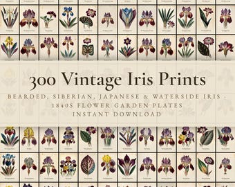 300 Vintage Iris Prints | Bearded, Siberian & Japanese Iris Botanical Wall Art Set | Printable | Digital Download