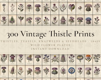 300 Vintage Thistle Prints | Teasel, Knapweed, Burdock & Seedhead Botanical Wall Art Set | Printable | Digital Download