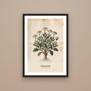 Puede incluir: Una l&aacute;mina bot&aacute;nica enmarcada que presenta una ilustraci&oacute;n central de una planta de manzanilla con p&eacute;talos blancos, centros amarillos y hojas verdes. El fondo tiene una textura de papel envejecido con manchas marrones. El texto dice Chamomile Matricaria chamomilla.