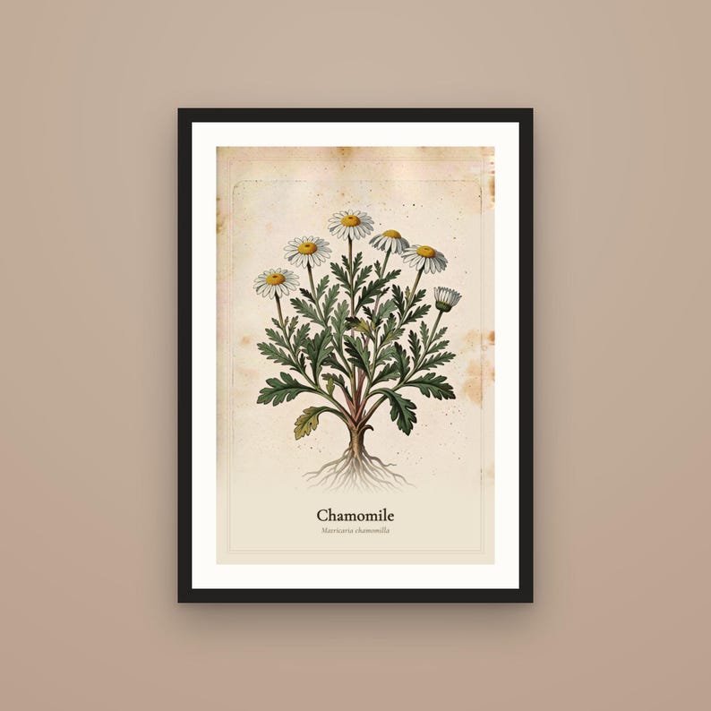 Puede incluir: Una l&aacute;mina bot&aacute;nica enmarcada que presenta una ilustraci&oacute;n central de una planta de manzanilla con p&eacute;talos blancos, centros amarillos y hojas verdes. El fondo tiene una textura de papel envejecido con manchas marrones. El texto dice Chamomile Matricaria chamomilla.