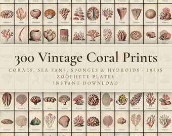 300 Vintage Coral Prints | Sea Fan, Sponge, Zoophyte & Marine Natural History Wall Art Set | Printable | Digital Download
