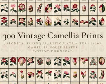 300 Vintage Camellia Prints | Japonica, Sasanqua & Antique Camellia House Botanical Wall Art Set | Printable | Digital Download