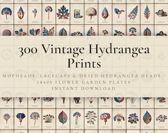 300 Vintage Hydrangea Prints | Mophead, Lacecap & Dried Hydrangea Botanical Wall Art Set | Printable | Digital Download