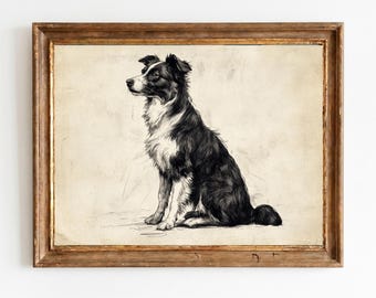 Antike Feder und Tinte Border Collie Skizze - Vintage Hundeporträt, Bauernhaus-Wandkunst, rustikale Landdekor, druckbare digitaler Download 1484