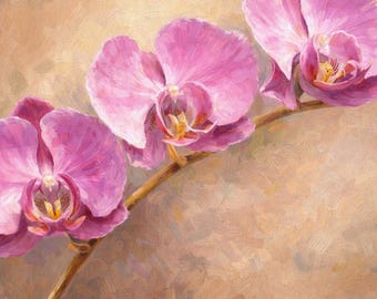 Rosa Orchideen