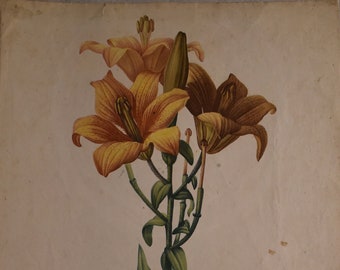 vintage  Pierre-Joseph Redouté orange lily's from Les Liliacées