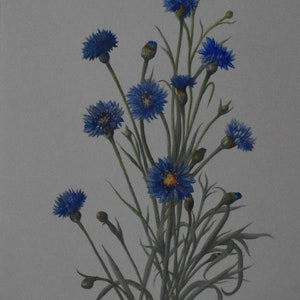 vintage  blue asters   watercolors of orange carnations and purple cone flower signed