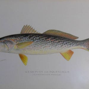 vintage Denton   weak fish      color lithograph 1900