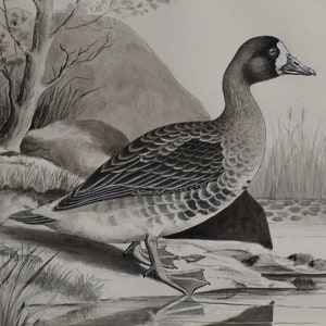 vintage  goose watercolor   pond on ledge listed artist signed Walter h rich