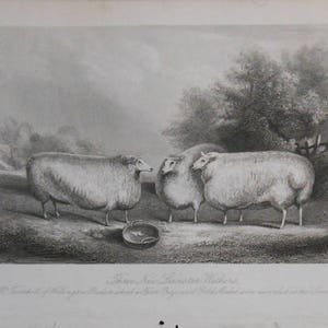 vintage     sheep   engraving of three new Leicester weathers