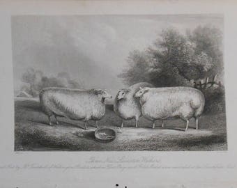 vintage   engraving of three new Leicester weathers  ca 1841