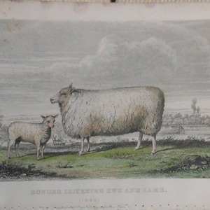 vintage    sheep    engraving of ewe and lamb Leicester ca 1861